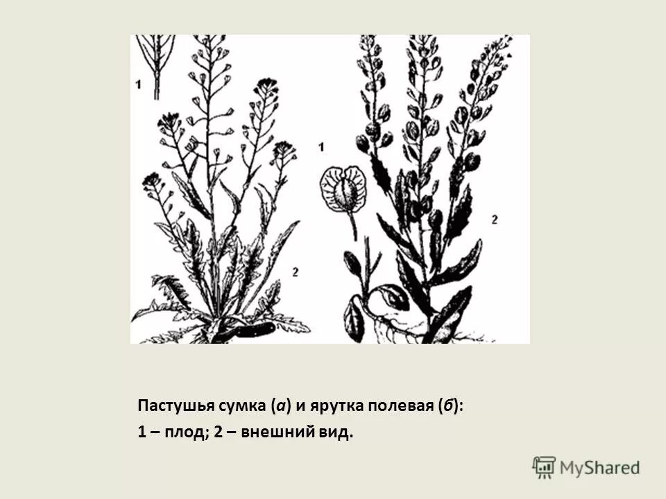 Ярутка растение. Пастушья сумка трава. Пастушья сумка это покрытосеменные или голосеменные. Пастушья сумка покрытосеменные. Крестоцветные – ярутка полевая.