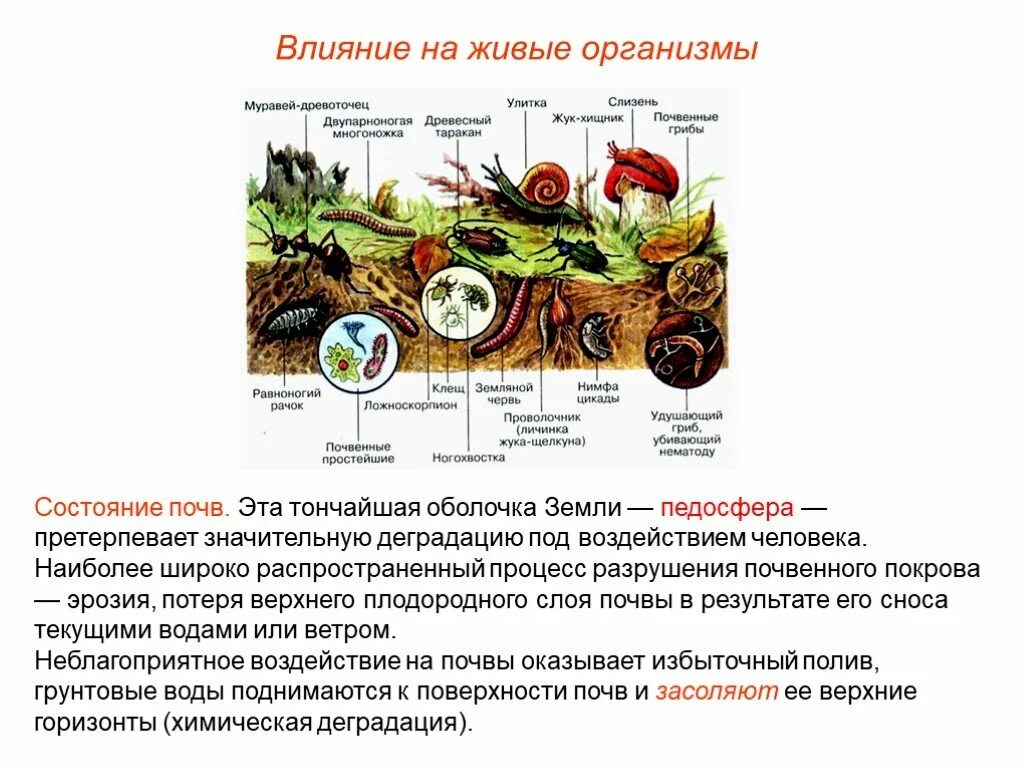 Влияние живых организмов на оболочки почвы. Воздействие организмов на земные оболочки. Почва.. Роль почвенных организмов. Роль почвенных организмов в формировании почвы. Влияние человека на оболочку земли