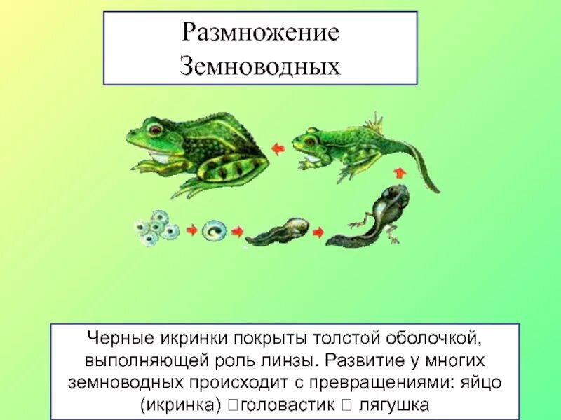 Внутреннее различие головастика и лягушки. Размножение земноводных кратко таблица. Размножение и развитие система земноводных. Размножение и оплодотворение земноводных. Размножение лягушек 7 класс.