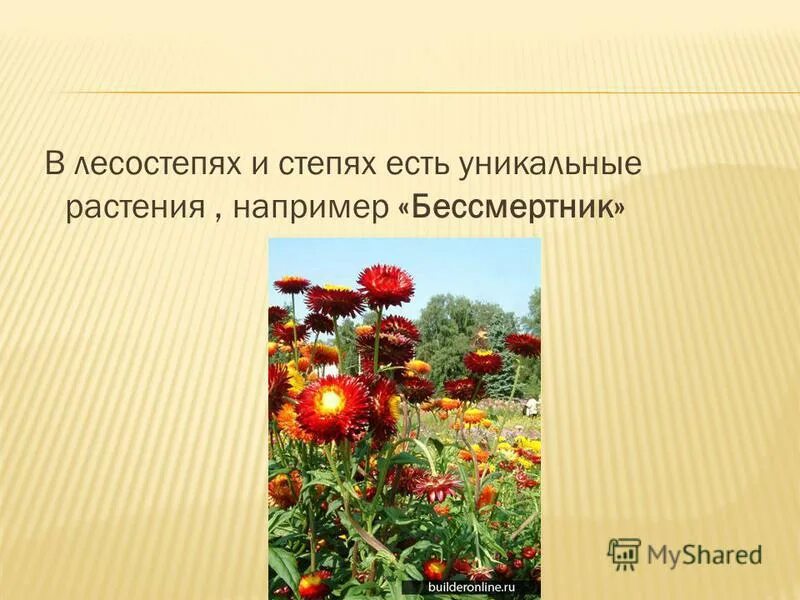 Растения лесостепи. Лесостепи и степи растения. Растительный мир лесостепи в России. Травянистая растительность лесостепи.