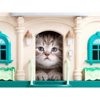 Новый дом кота