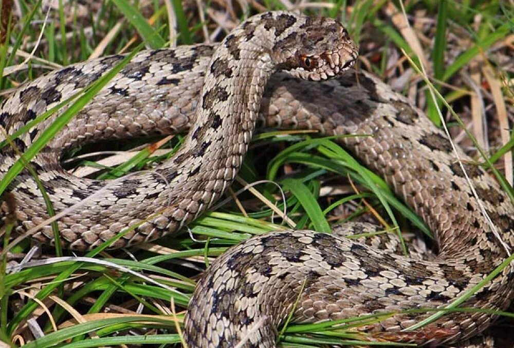 Змеи волгоградской области. Степная гадюка Крыма. Степная гадюка (Vipera Renardi). Восточная Степная гадюка (Vipera (Pelias) Renardi). Крымская гадюка гадюка Степная.