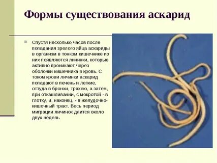 Аскариды в организме человека