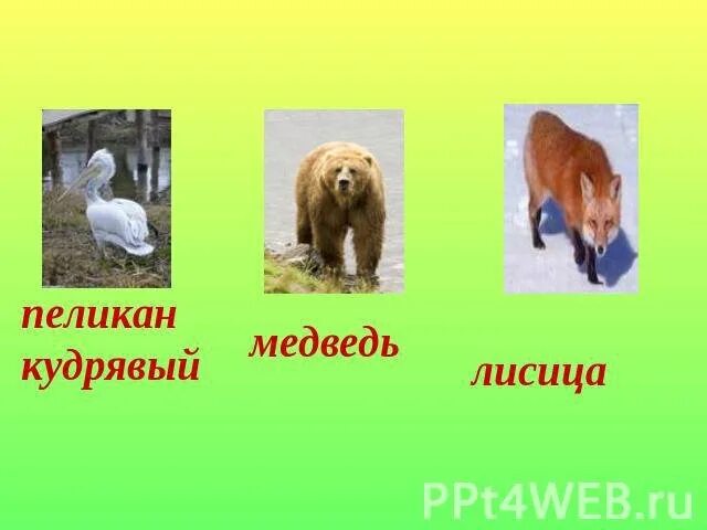 Какие животные омской области. Растения и животные Омской области. Животный мир Омской области. Животные Омской области презентация. Хищные животные Омской области.