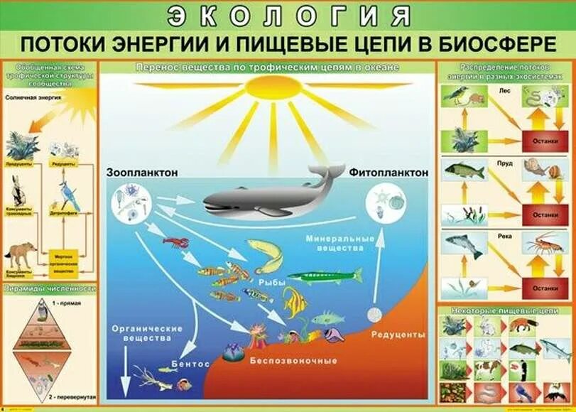 Пищевая цепь в биосфере. Поток энергии в трофической цепи. Энергетика биосферы потоки энергии в биосфере. Поток энергии и пищевые цепи