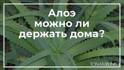Алоэ держать дома