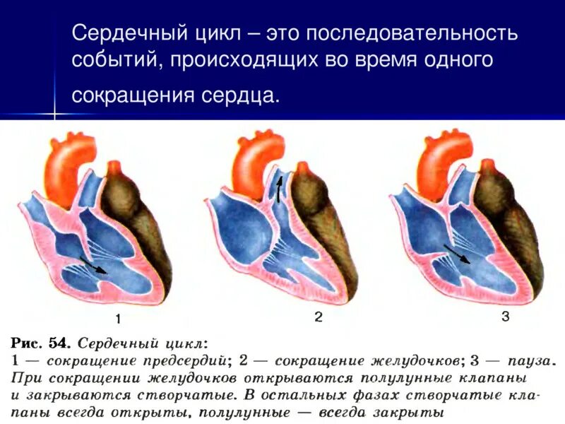 В каком году происходят события сердца. Цикл сердечной деятельности схема. фазы сердечного цикла схема. фазы сокращения желудочков сердца. фазы сердечной деятельности схема.