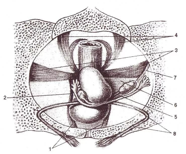 Связочный аппарат малого таза. Связки матки схема. Подвешивающий связочный аппарат матки. Связочный аппарат яичника. Ракушка женский орган