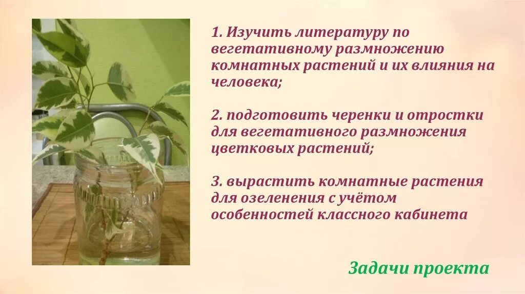 Биология 6 класс вегетативное размножение растений лабораторная. Лабораторная по биологии 6 класс черенкование комнатных растений. Лаб раб вегетативное размножение комнатных растений. Вегетативное размножение комнатных растений стеблевым черенком. Процесс вегетативного размножения комнатного растения.