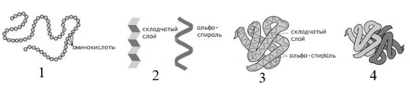 Уровни структурной организации белков рисунок. Первичная структура белка схема. Первичная вторичная третичная структура белка. Схема первичной структуры белков. 4 организации белка