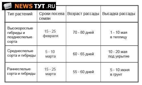 Когда сеять помидоры на рассаду 24 году. Сроки посадки томатов на рассаду. Сроки посева рассады. Сроки высаживания семян на рассаду. Сроки высадки семян томатов на рассаду.