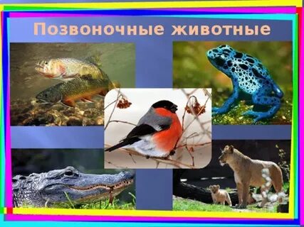 Позвоночное животное 3 класс
