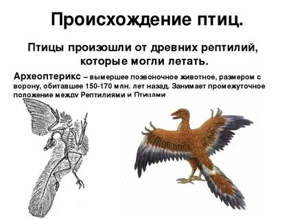 В каком году появились птицы
