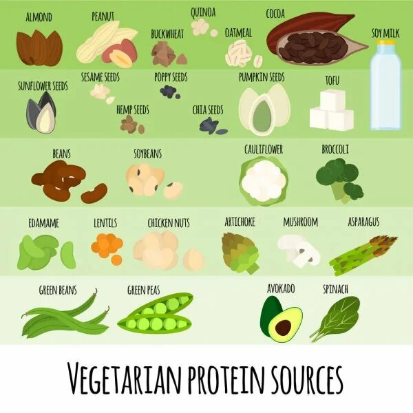 Где найти белки. Источники белка для вегетарианцев. Источники белка для веганов. Источники белков для вегетарианцев. Белковые продукты для веганов.