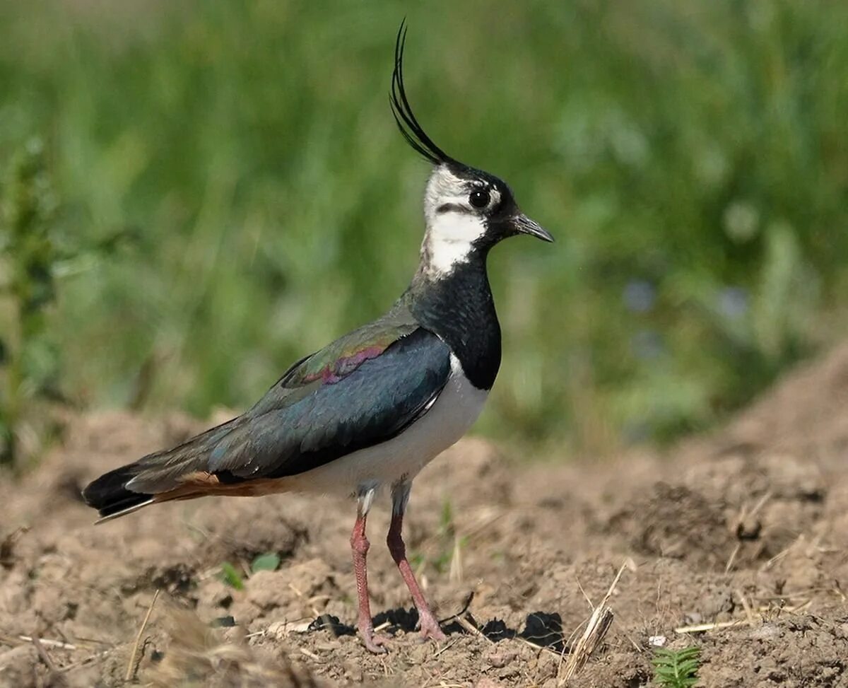 Чибис Vanellus Vanellus. Чибис пигалица птица. Кулик Чибис. Полевой Чибис.