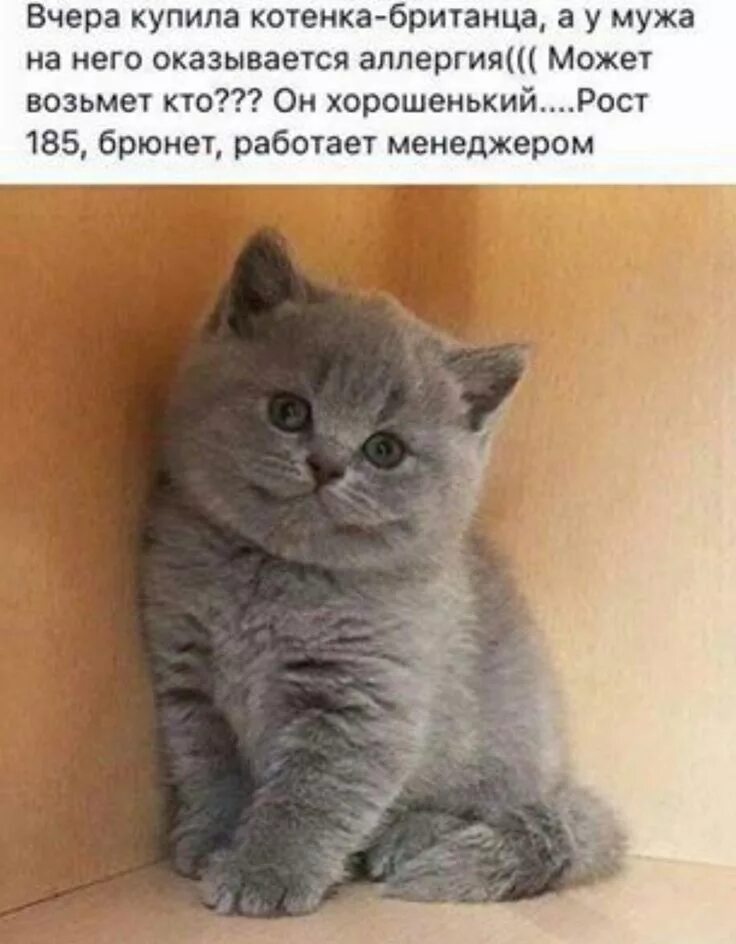 Котенка то купили