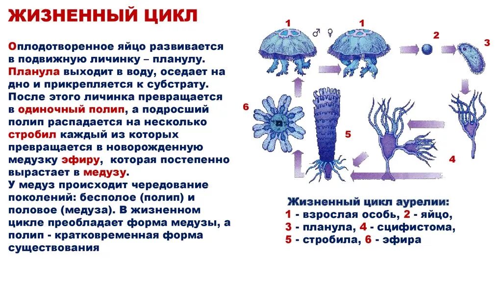 Стадия жизненного цикла медузы. Жизненный цикл сцифоидных медуз схема. Планула Сцифоидные медузы. Кишечнополостные размножение медузы. Жизненный цикл сцифоидных медуз 7 класс биология.