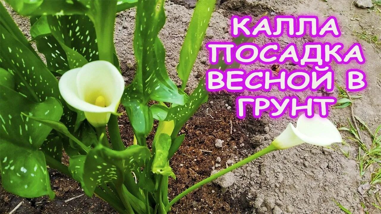 Посадка цветов каллы в открытый грунт. Калла весной. Каллы в открытый грунт. Каллы посадка. Посадка калл весной.