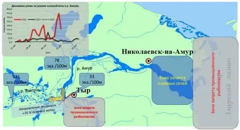 В реке амур шла кета на берег