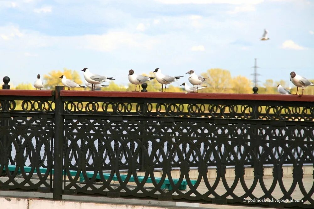 троицкий монастырь муром. муром животные. муром троицкий монастырь праздник. монастыри мурома спасо-преображенский. спасский монастырь муром.