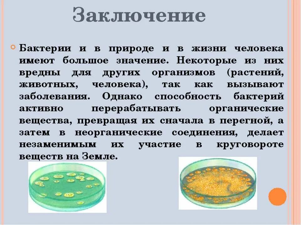 Доклад о значении бактерий. Роль бактерий в природе и жизни человека 5 класс доклад по биологии. Сообщение о значении бактерий в природе. Информация о значении бактерий в жизни человека. Конспект по теме значение биологии