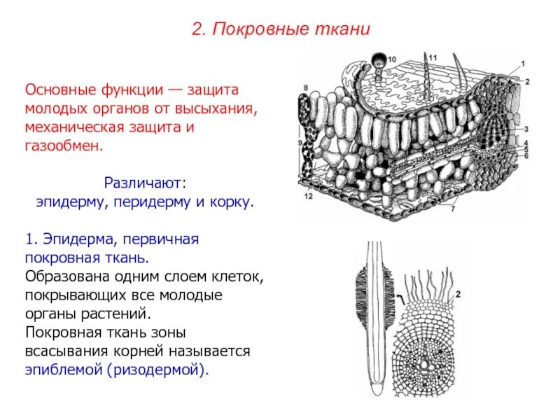 Покровная строение и функции. Строение клетки покровной ткани растений. Покровные ткани растений эпидерма. Перидерма у покровных тканях функции. Покровная ткань строение и функции.