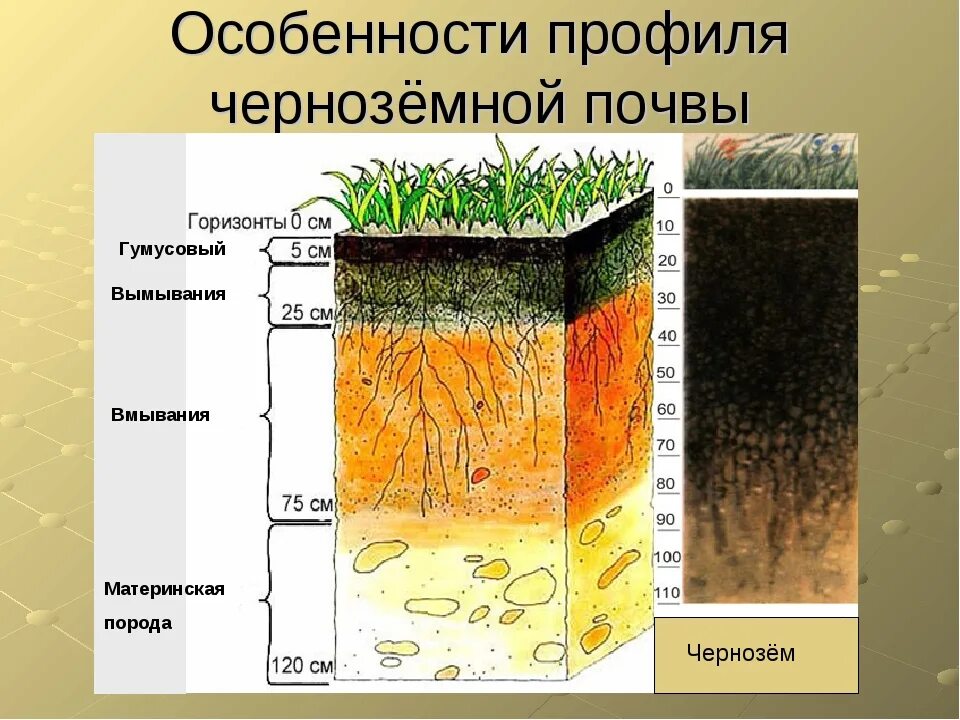 Почва чернозем слои