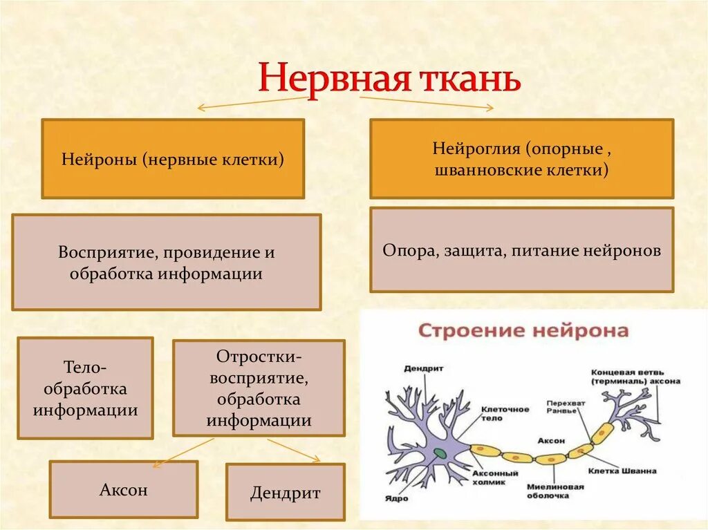 Какое свойство у нервной ткани. Нервная ткань строение и функции. Типы нейрона .функции нервной ткани-. Соединительная и нервная ткань строение и функции. Функции нервной ткани гистология.