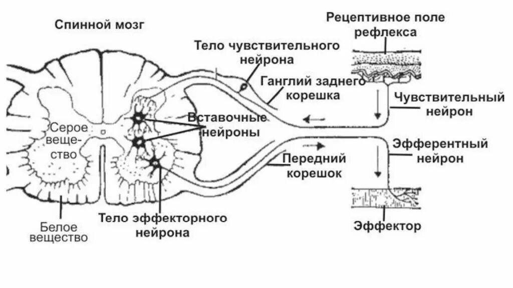 Схема строения спинномозговой рефлекторной дуги. Рефлекторную дугу соматического спинномозгового рефлекса схема. Схема трехнейронной спинномозговой рефлекторной дуги. Основные структуры поперечного среза спинного мозга.