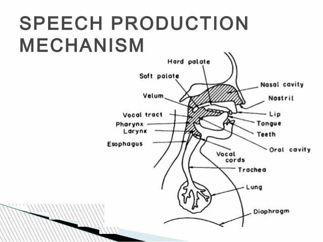 Passive organs of speech. Speech production mechanisms. speech apparatus mechanism. organs of speech phonetics. power mechanism phonetics.