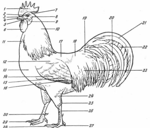 Анатомическое строение курицы. Внешнее строение курицы. Анатомия петуха строение. Плюсна у курицы. Огэ биология курицы