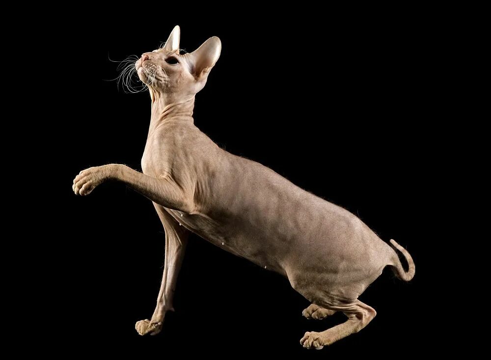Рассмотрите фотографию кошки породы петерболд. Петерболд. Кот Петерболд. Петерболд толстый. Петерболд кошка фото.