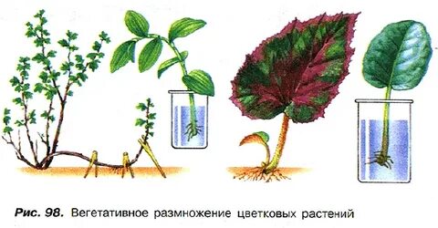 Вегетативное размножение оплодотворение