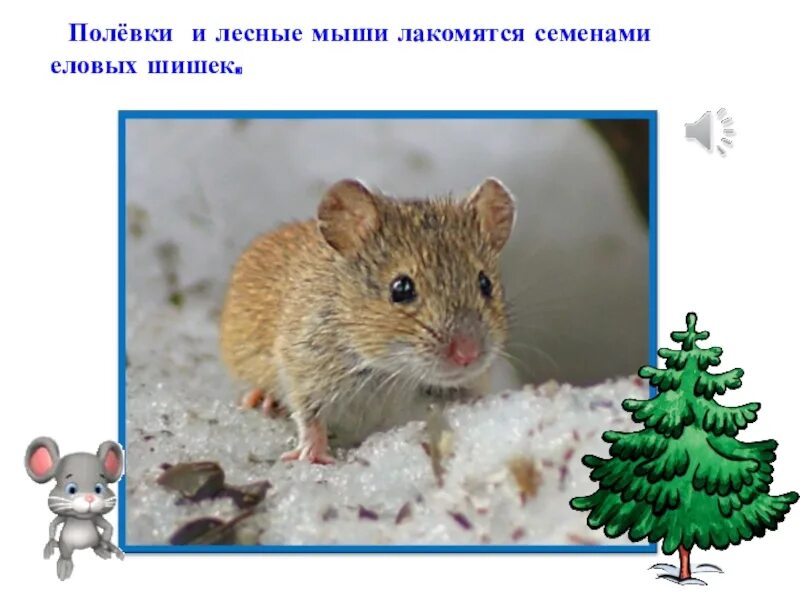 Пищу белки составляют. Мышь зимой. Полевка зимой. Мыши едят шишки. Мышь полевка зимой.