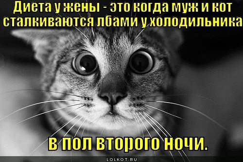 Коты столкнулись лбом смешно. Почему коты сталкиваются лбами. Смешные коты 2024