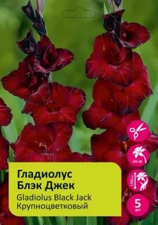 Гладиолус блэкджек