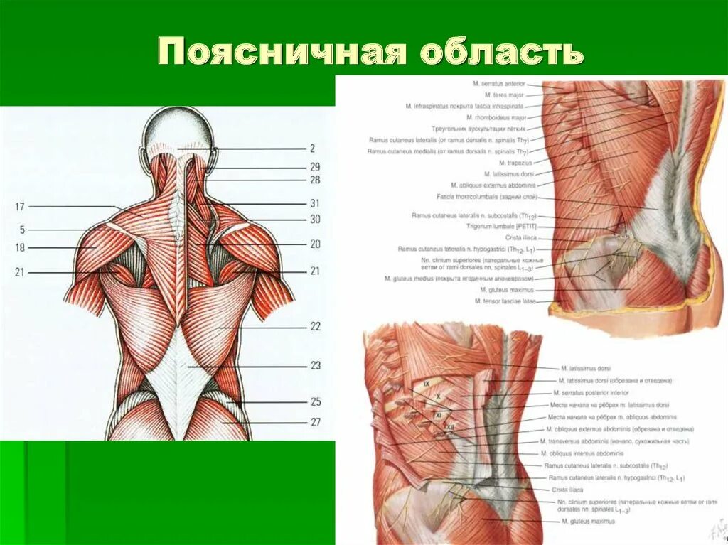 Область поясницы