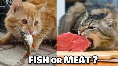 I like meat