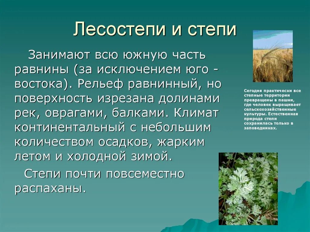 Лесостепь россии урок. Рельеф лесостепи. Степи и лесостепи. Природа лесостепей и степей России. Природные зоны степи и лесостепи.