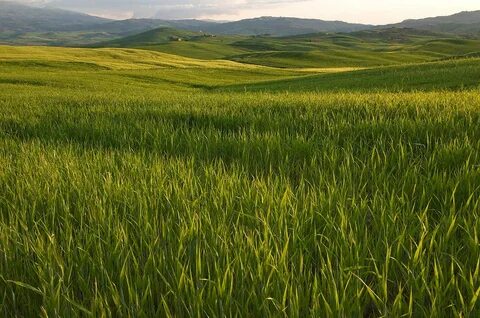 Long field