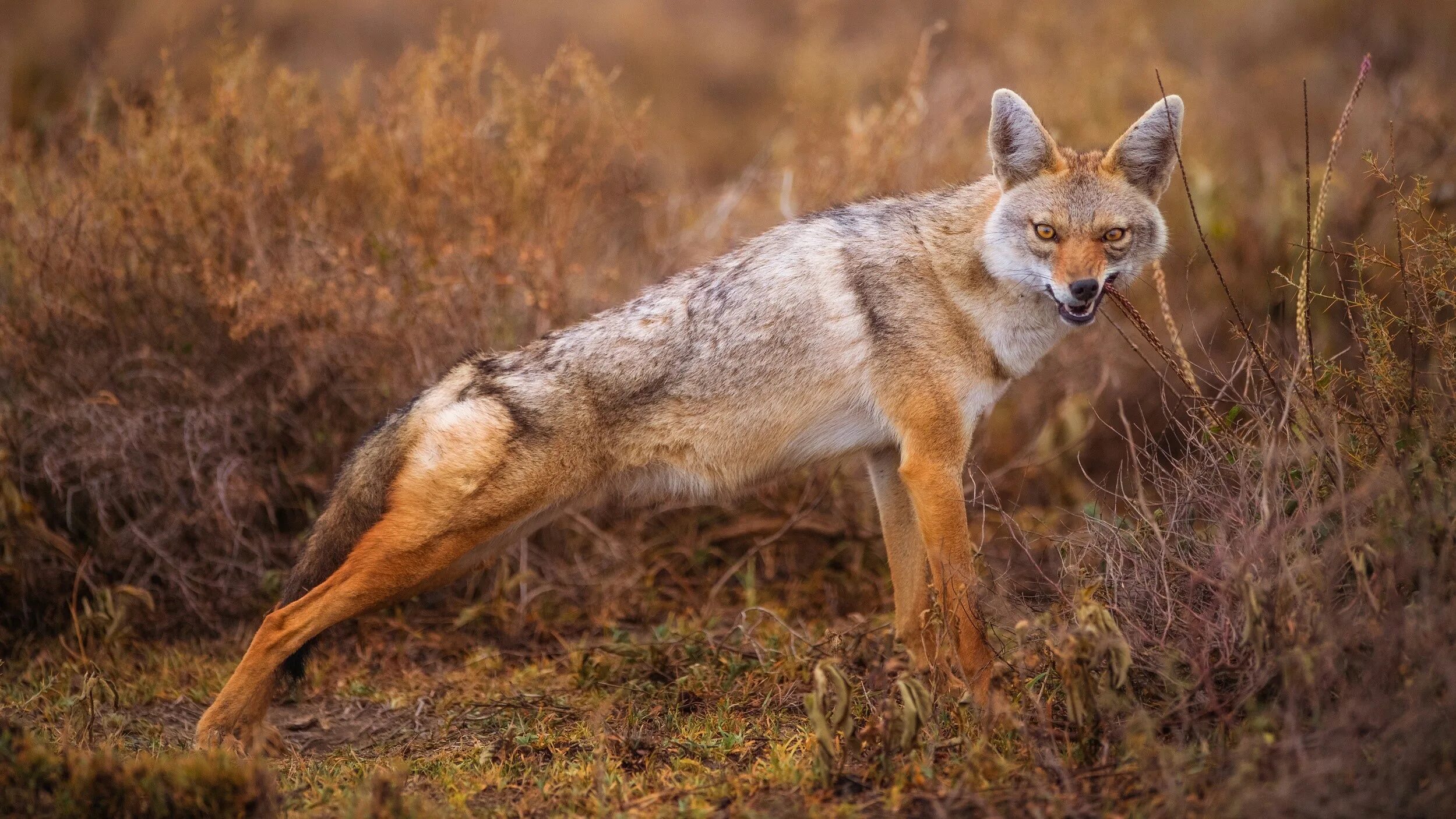 Лисы травоядные плотоядные. Луговой волк canis Latrans. Койот Степной волк. Койот Северной Америки. Койот Калифорния.