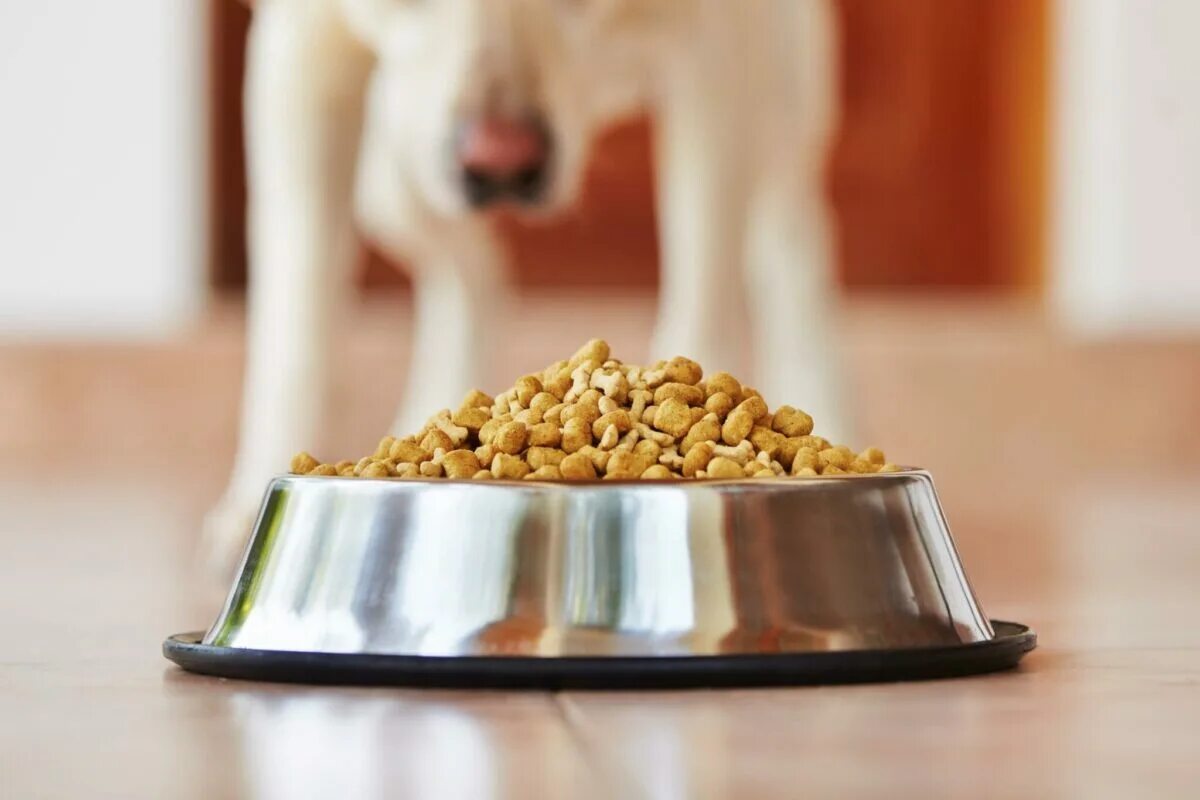 Питание собаки сухим кормом. Корм для собак. Миска для корма для собак. Собака ест сухой корм. Миска с кормом для собак.