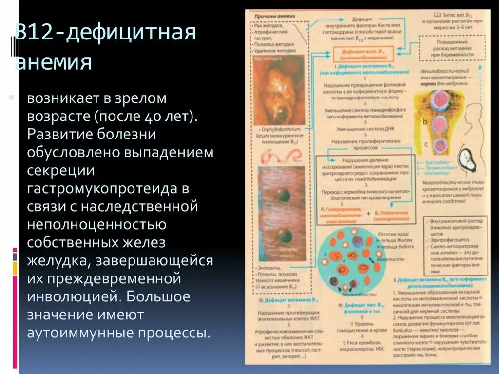 Профилактика б12 дефицитной анемии. Осложнения при в12 дефицитной анемии. Б12 дефицитная анемия симптомы клиника. В12 дефицитная анемия гельминтоз.