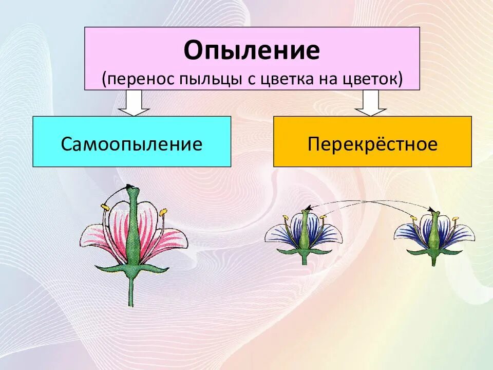 Типы опыления покрытосеменных. Опыление покрытосеменных растений. схема опыления покрытосеменных растений. опыление 6 класс биология. покрытосеменные опыляются.