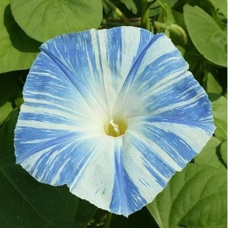 Ипомея трехцветная Ipomoea Tricolor. Ипомея трехцветная (Триколор). Ipomoea Tricolor Вьюнок ипомея. 12. Ипомея трехцветная – Ipomoea Tricolor. Ипомея трехцветная картинки