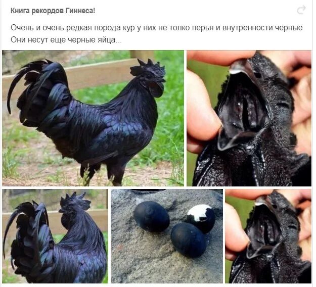 У куриц плантарный пододерматит. Талисман куриная лапка. Черные куриные лапки. Скрещенные куриные лапки. Черные куриные лапки.