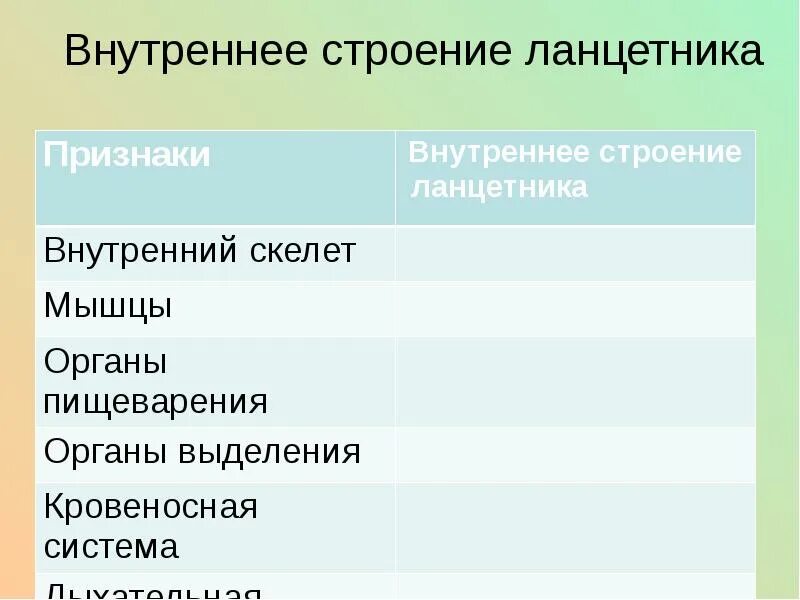 Особенности организации хордовых. Бесчерепные животные