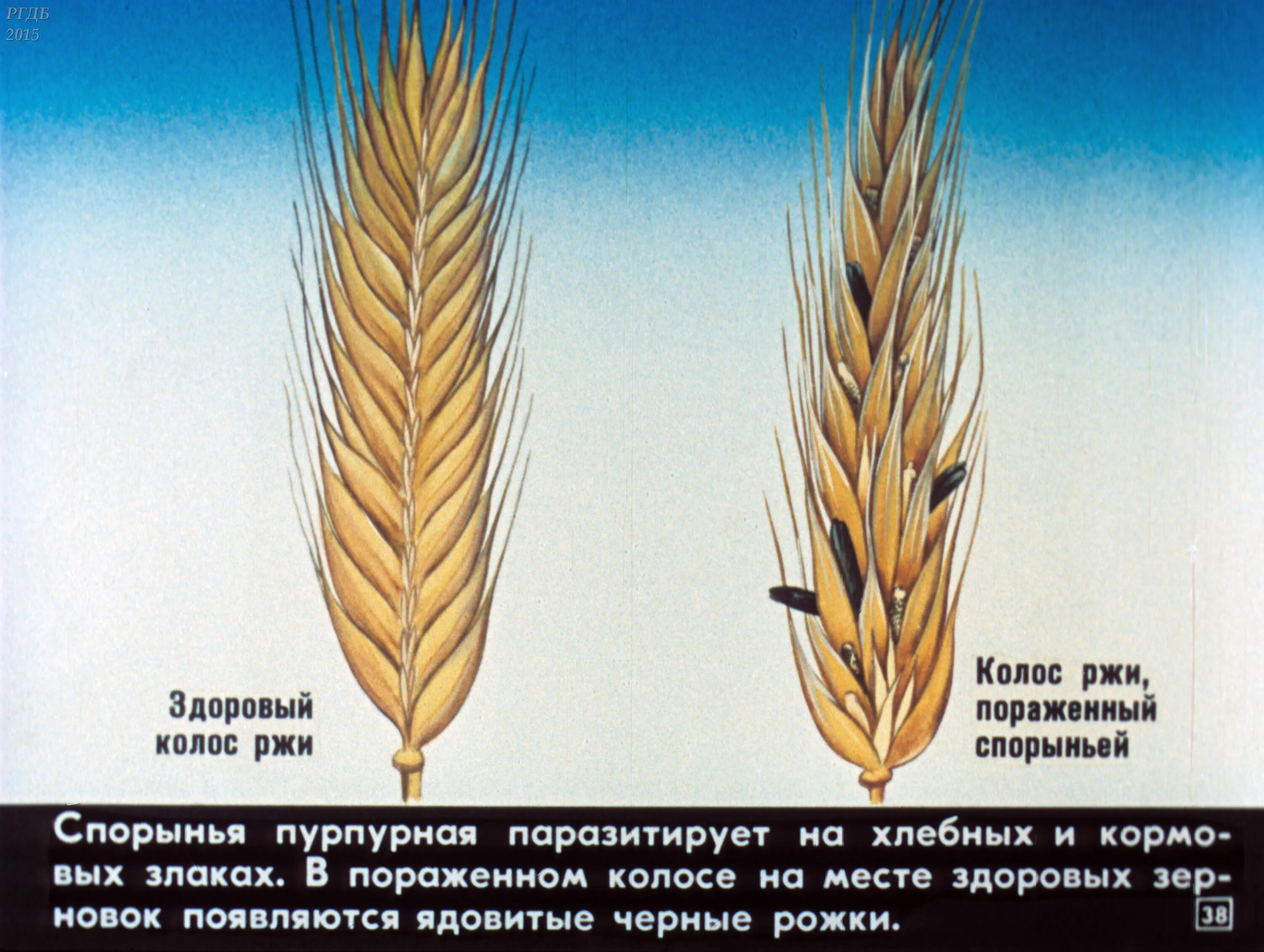 Запись колоса