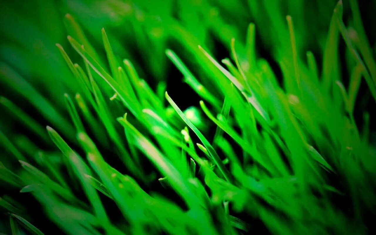 Трава зелена вопрос. Зеленая трава. Сочная зеленая трава. Ярко зеленая трава. Сочная зелень.