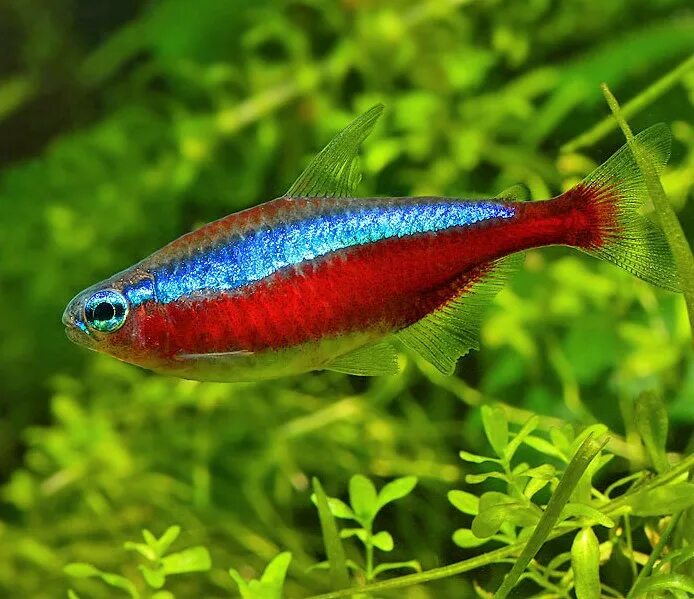 Красный неон рыбка аквариумная. Неон красный. Неон керри аквариумная рыбка. Тетра кардинал аквариумная рыбка. Аквариумная рыбка неончик.